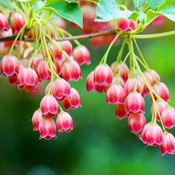 Red (Red scientific name) for planting in garden